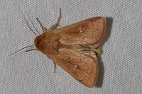 Mythimna ferrago