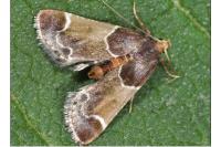 Pyralis farinalis