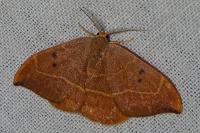 Watsonalla binaria