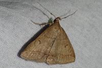 Zanclognatha lunalis