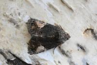 Aedia funesta