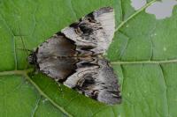 Catocala fulminea