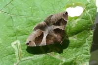 Dysgonia algira
