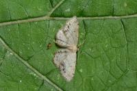 Idaea dimidiata