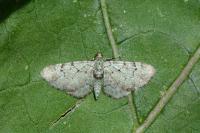 Pasiphila rectangulata