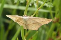 Timandra comae