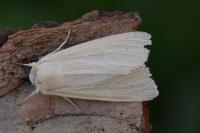 Mythimna pallens