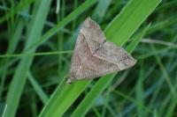 Hypena proboscidalis