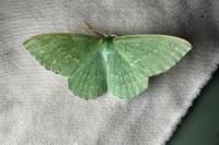 Geometra papilionaria