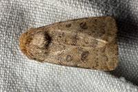 Hoplodrina octogenaria