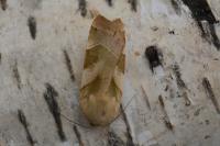Noctua tirrenica