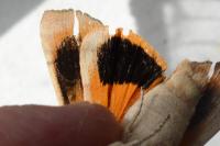 Noctua tirrenica