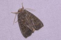 Ipimorpha subtusa