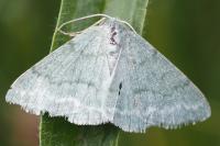 Pseudoterpna pruinata