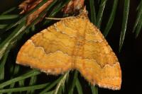 Camptogramma bilineata