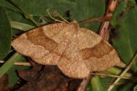 Plagodis pulveraria