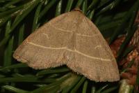 Trisateles emortualis