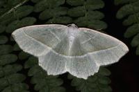 Campaea margaritaria