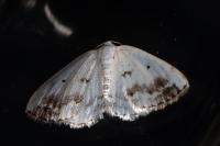 Lomographa temerata