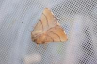 Malacosoma neustria