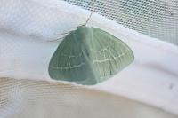 Hemistola chrysoprasaria