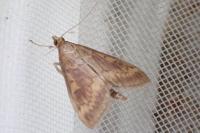 Ostrinia nubilalis