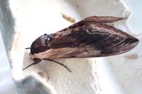 Sphinx ligustri