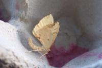 Gandaritis pyraliata
