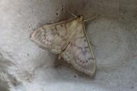 Patania ruralis