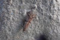 Ephestia elutella