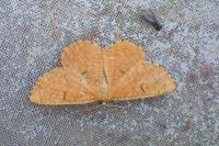 Angerona prunaria
