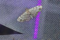 Pasiphila rectangulata