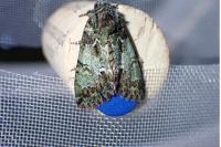 Polyphaenis sericata