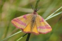 Lythria cruentaria