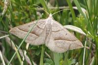 Scotopteryx luridata/mucronata