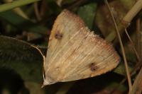 Rivula sericealis