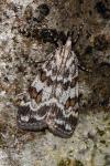 Scoparia pyralella