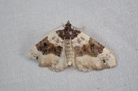 Cosmorhoe ocellata