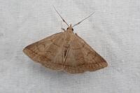 Zanclognatha lunalis