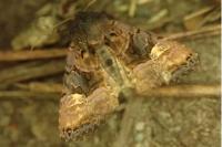 Euplexia lucipara