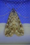 Elophila nymphaeata