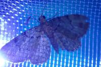 Pasiphila rectangulata