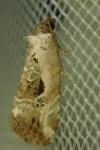 Elaphria venustula
