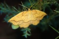 Epione repandaria