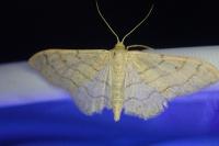 Idaea aversata