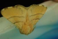 Malacosoma neustria