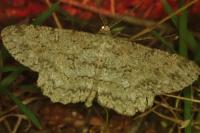 Hypomecis punctinalis