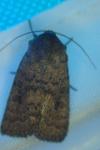 Hoplodrina octogenaria