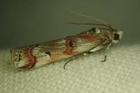 Pempelia palumbella