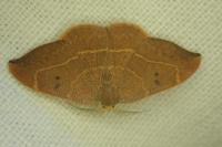Watsonalla binaria